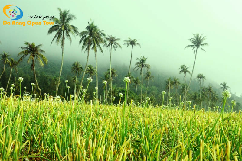 tour đà nẵng lý sơn 2 ngày 1 đêm