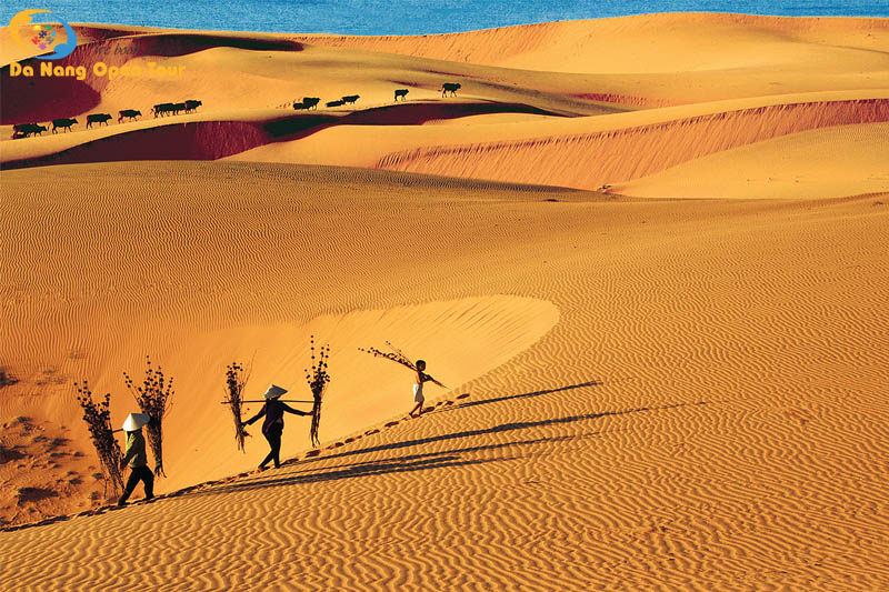 Tham gia trượt cát tại đồi Cát Bay